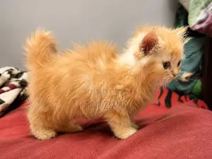Persian Cat