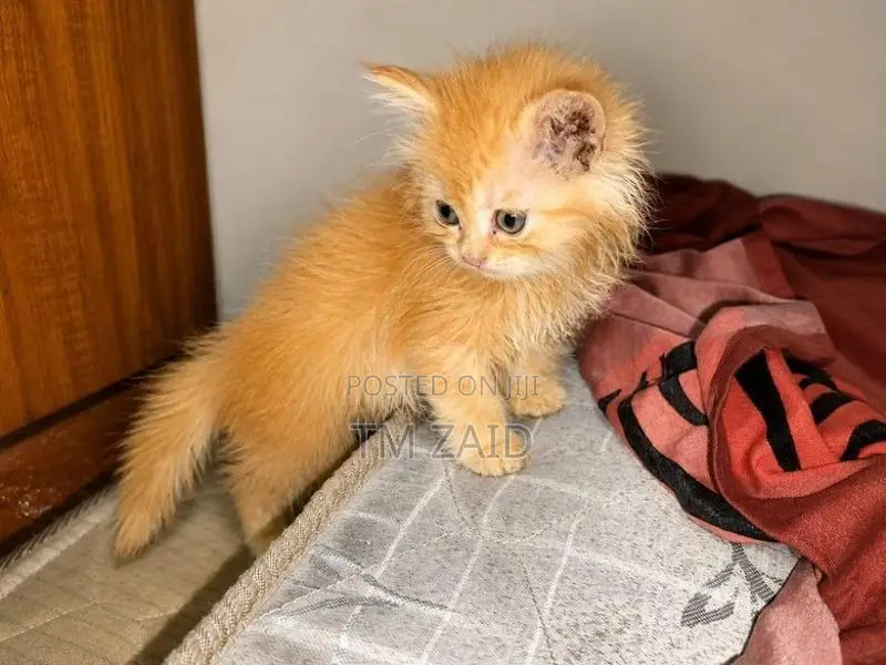 Persian Cat