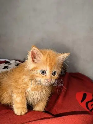 Persian Cat