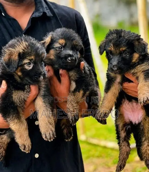 Germen Shepherd Female