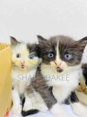 Persian Kittens