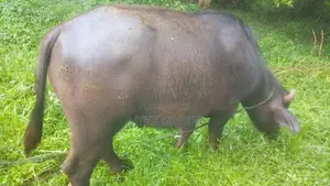 වස්සන්