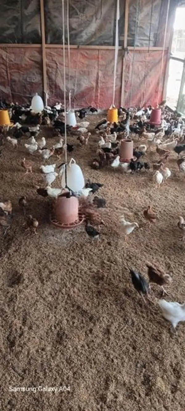 ஊர் கோழி குஞ்சு
