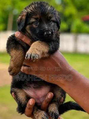 Germen Shepherd Female