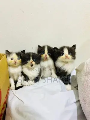 Persian Kittens