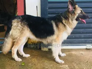 Germen Shepherd Female