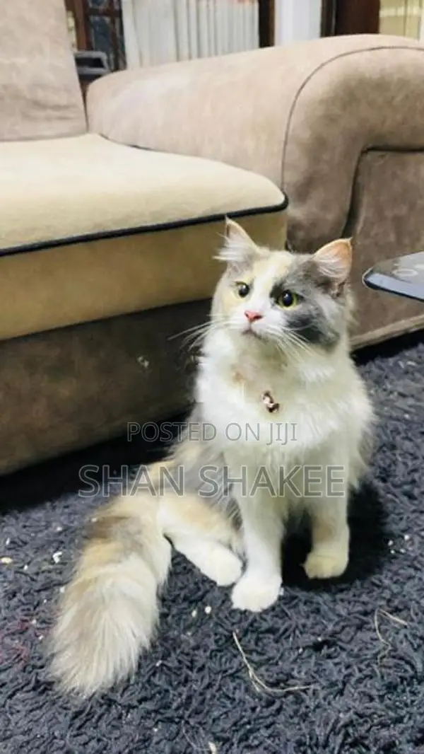Persian Kittens