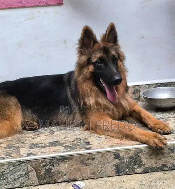 Germen Shepherd Female