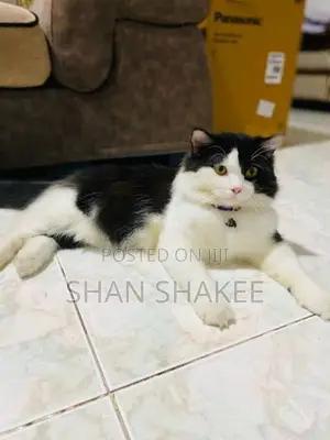 Persian Kittens