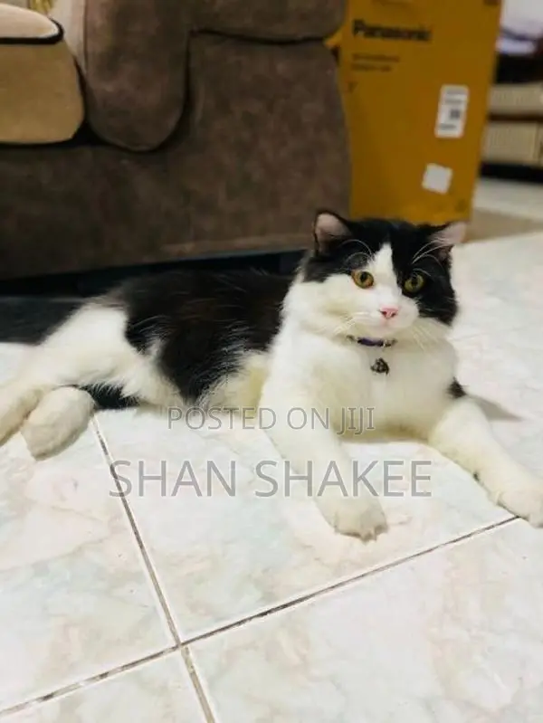 Persian Kittens