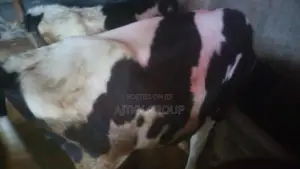 වස්සන්