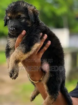 Germen Shepherd Female