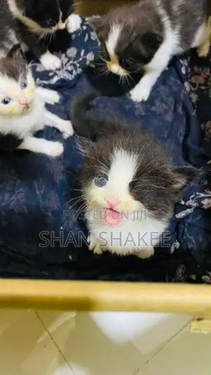 Persian Kittens