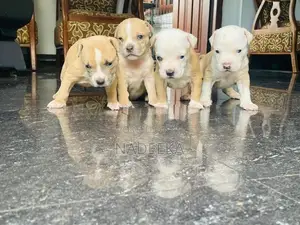 American Bully Puppies
