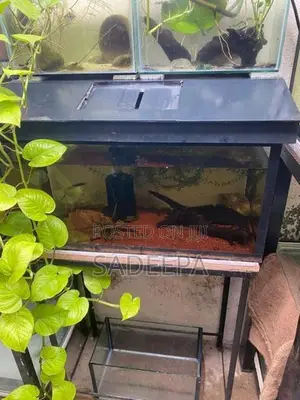 Fish Tanks