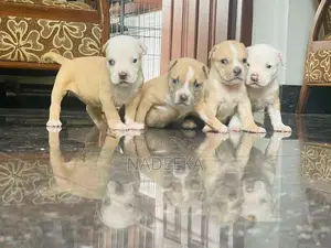 American Bully Puppies