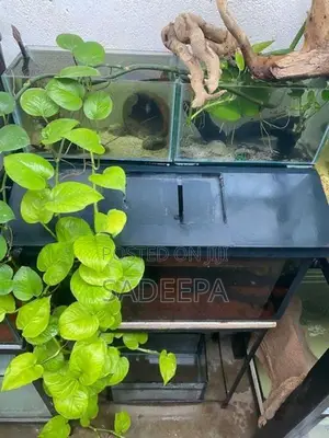 Fish Tanks