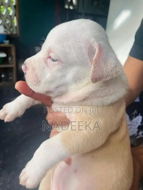 American Bully Puppies