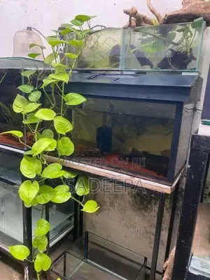 Fish Tanks