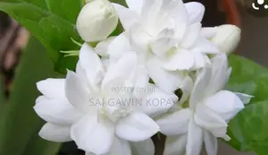 பவள மல்லிகை