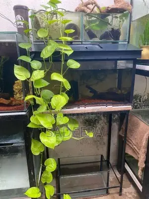 Fish Tanks
