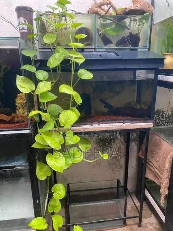 Fish Tanks