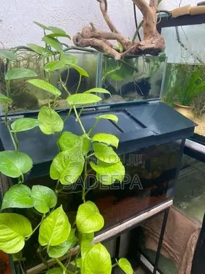 Fish Tanks
