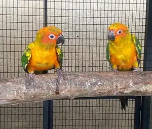 Sun Conure Bird