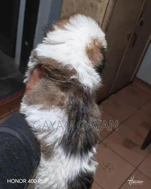 Shih Tzu Puppies
