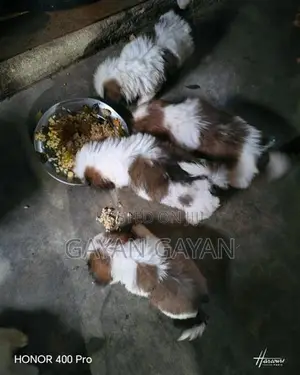 Shih Tzu Puppies