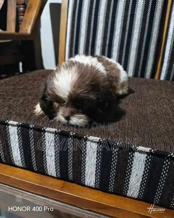 Shih Tzu Puppies