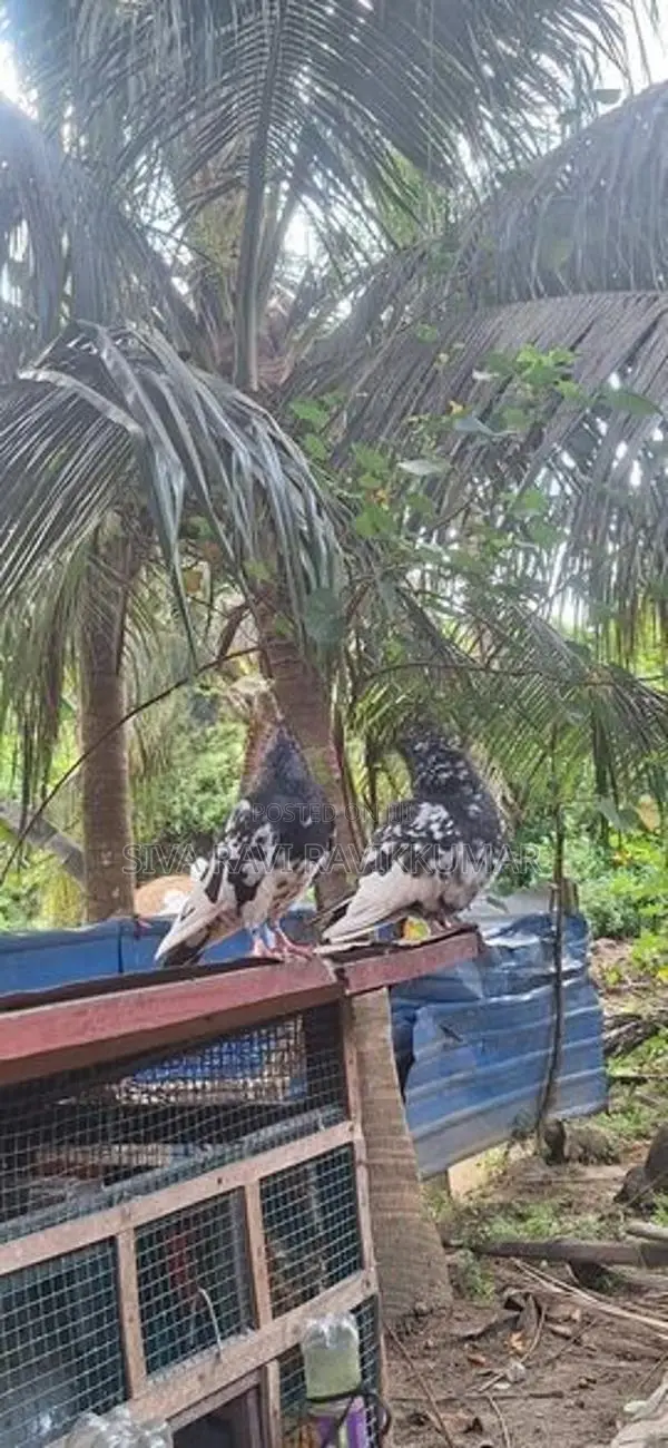 Racing Pigeon