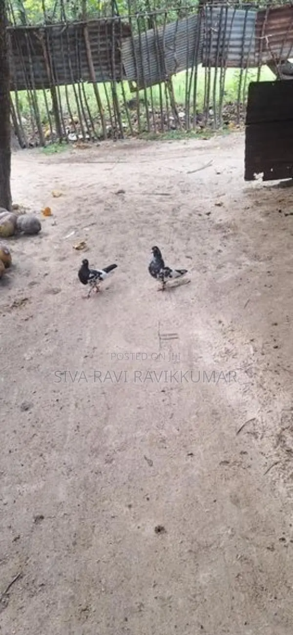 Racing Pigeon