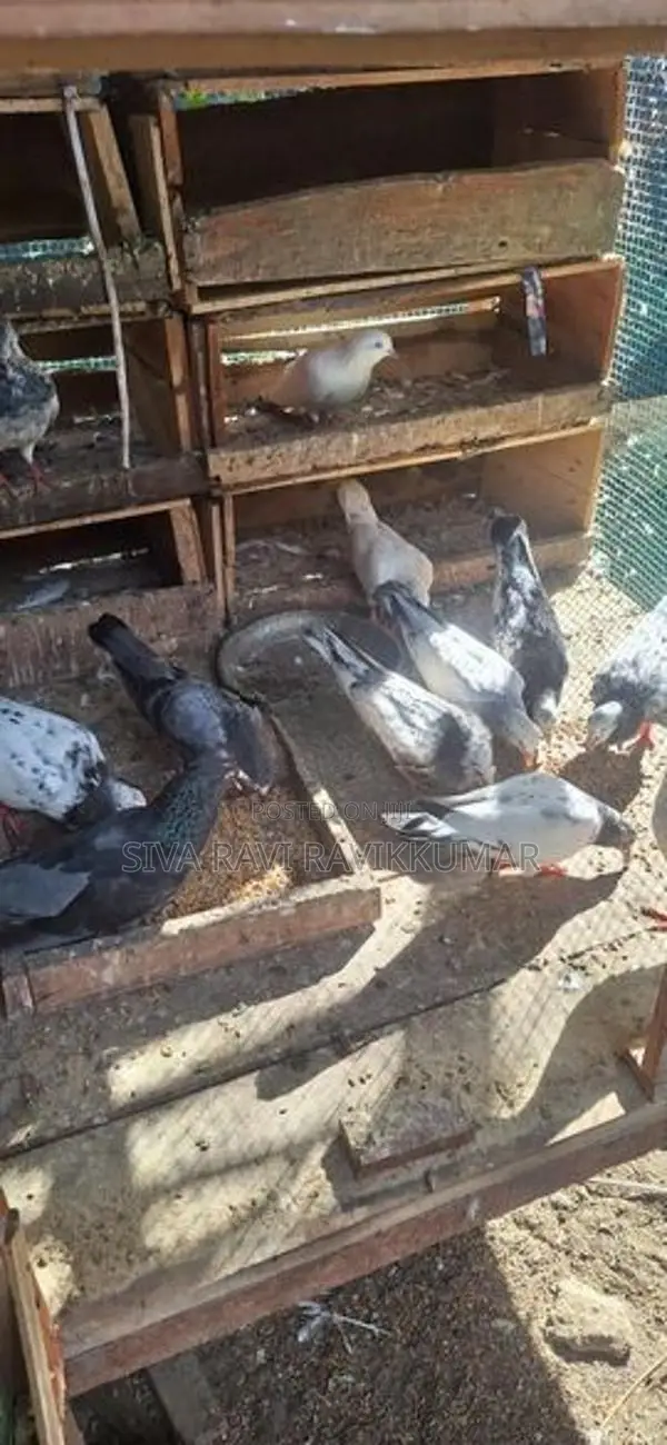 Racing Pigeon