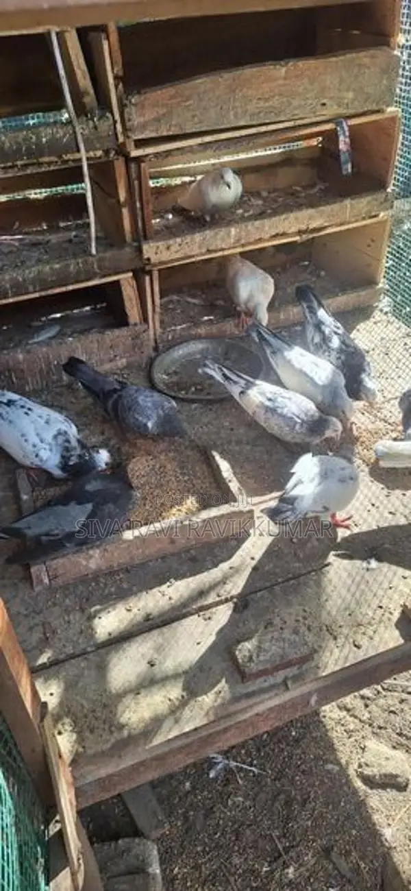 Racing Pigeon