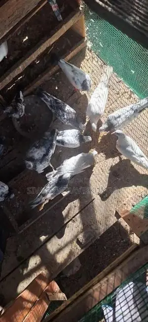 Racing Pigeon