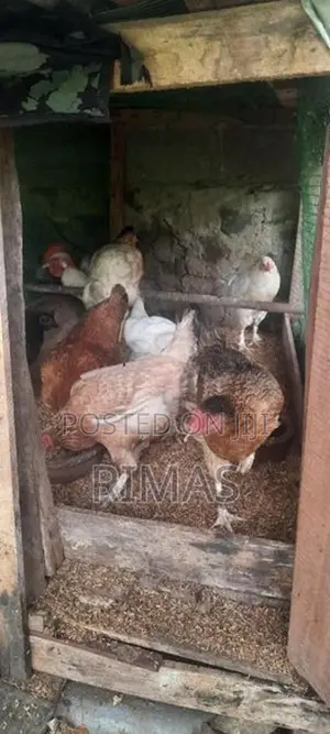 Gam Kukulo Saha Kikili