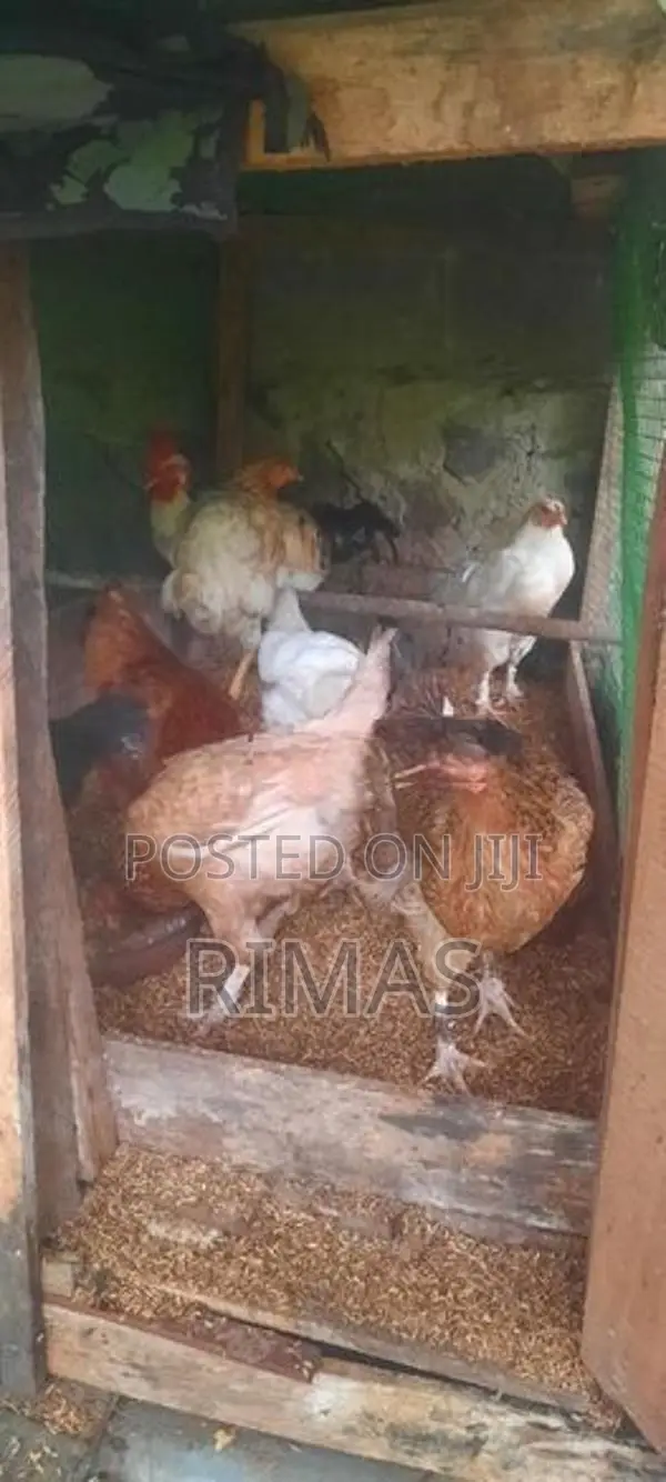 Gam Kukulo Saha Kikili