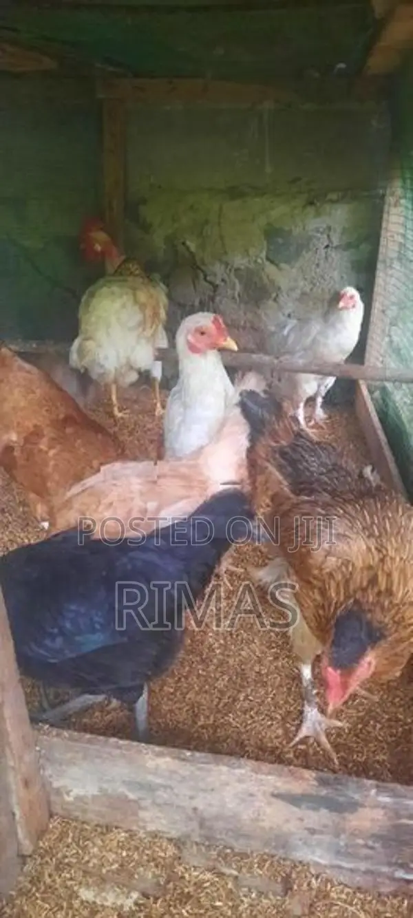 Gam Kukulo Saha Kikili