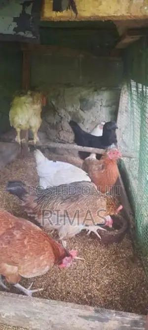 Gam Kukulo Saha Kikili