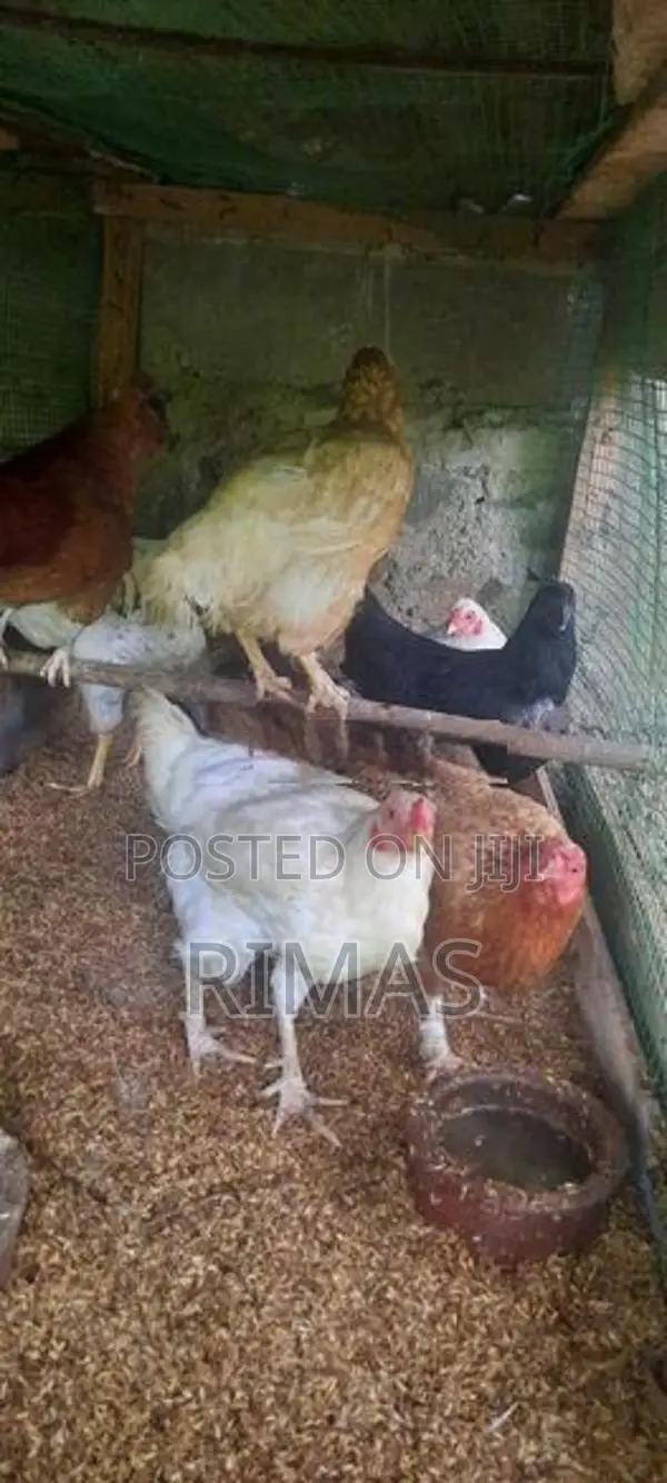 Gam Kukulo Saha Kikili