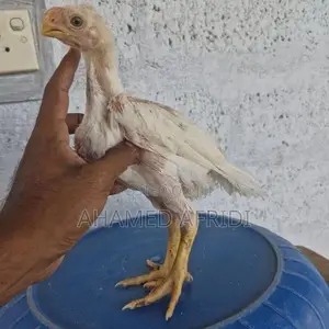 Parrot Beak Rooster