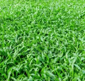 Malaysian Grass