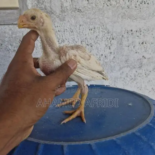 Parrot Beak Rooster