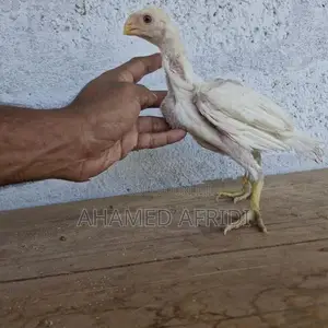 Parrot Beak Rooster