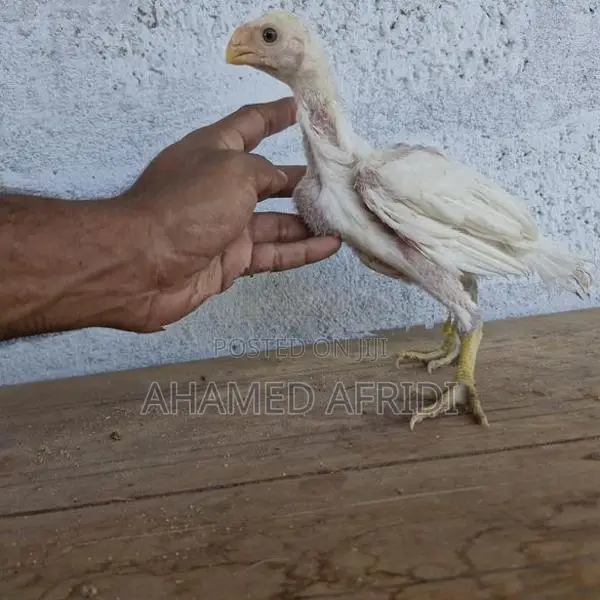 Parrot Beak Rooster