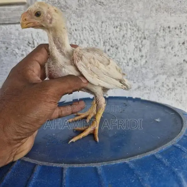 Parrot Beak Rooster