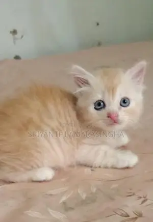 පර්සියන් බළල් පැටවුන්