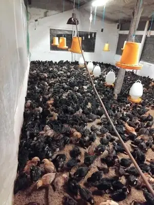 කරදගොල්ල ගම් කිකිළි
