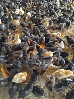 කරදගොල්ල ගම් කිකිළි